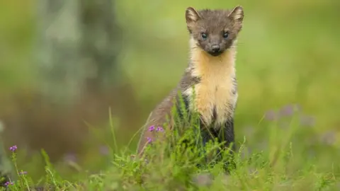 Terry Whittaker pine marten