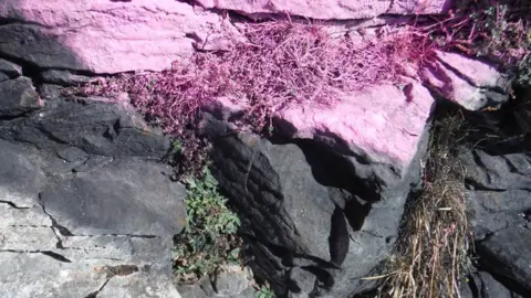 North Wales Police Lichens covered in pink spray paint