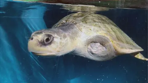 Oliver Ridley Project / Plaster Communications Heidi the turtle