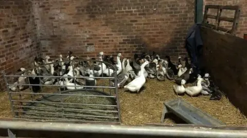 North Yorkshire Police Ducks and geese