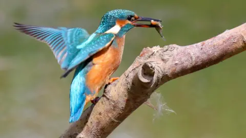 Male Kingfisher