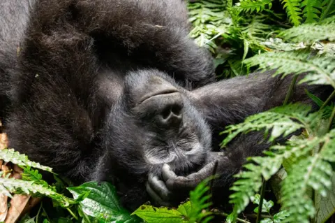 MEHMET EMIN YOGURTCUOGLU/getty A family of mountain gorillas protect each other - allowing some to rest.