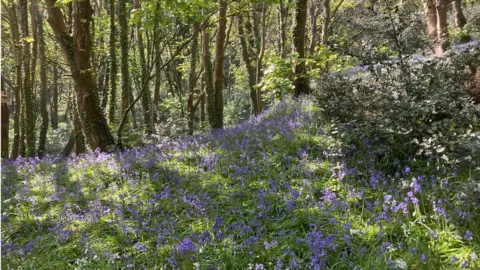 BBC Bluebell Woods