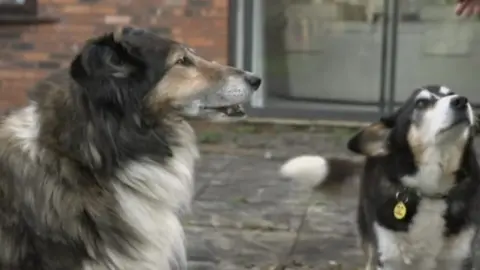 Sheba and Teddy had been without a home since their previous owner died in November 2022.