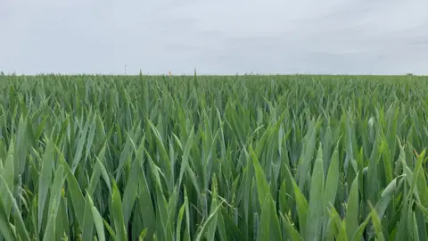 Wheat field