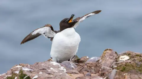 Yosia Christen Razorbill