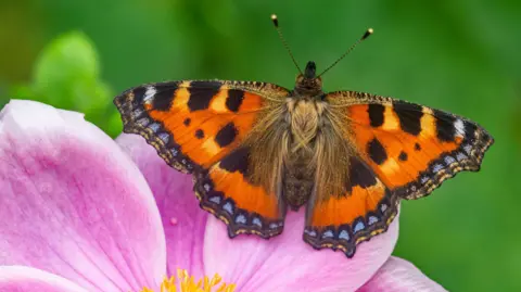 Andrew Cooper, Butterfly Conservation Small tortoiseshell butterfly connected  a flower