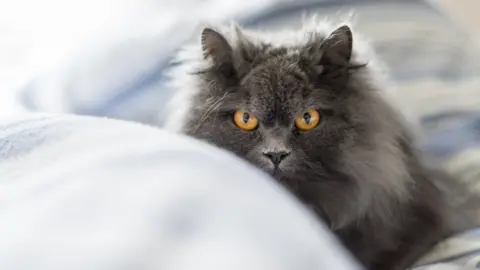 Getty Images A long-haired cat in a bed
