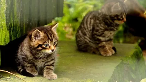 Camperdown Wildlife Park Scottish wildcat kittens