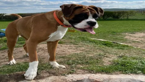 John Appleby Nelly the boxer dog