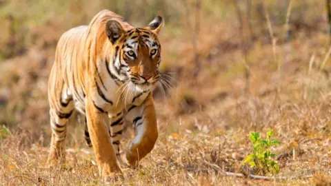 Getty Images Réserve de tigres de Tadoba Andhari, Parc national de Tadoba