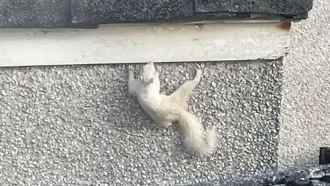 The rodent was spotted after it leapt from a garage roof
