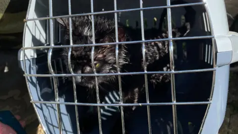 Northamptonshire Fire and Rescue Service Cat in a box