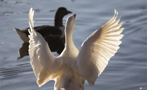 Reuters Two geese are seen on a lake, one swims while the other flaps out its wings.