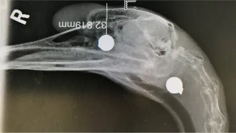 RSPCA X-ray of shot swan