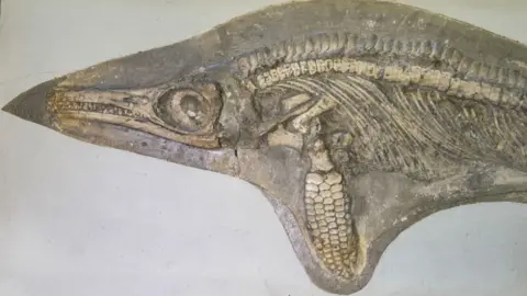 University of Nottingham Ichthyosaur fossil