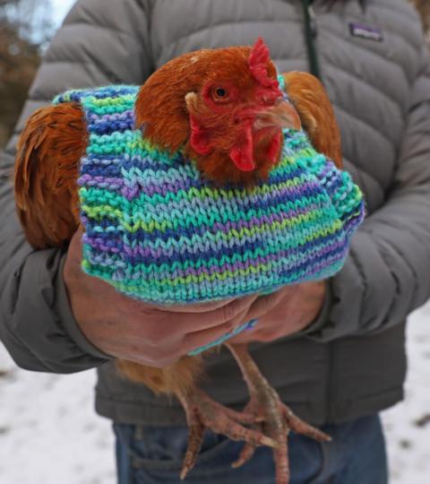 christmas sweaters for chickens