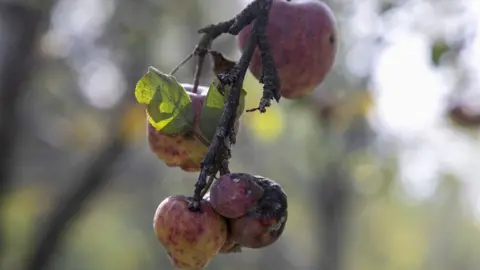 Umer Asif Apples with scabs seen on a tree branch in Budgam