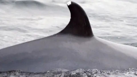 HWDT Snowy the minke whale