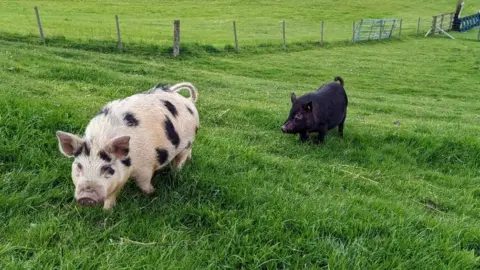 RSPCA Two pigs running in a field