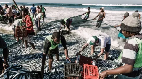 Getty Images Netters try to catch sardines at the Amanzimtoti beach, south of Durban on July 3, 2019. the sardine run along South Africa's East Coast is an annual event attracting thousands of locals and tourists. Each year massive shoals of sardines stretching hundreds of miles draw thousands of sharks, dolphins and gannets hovering above the fish. Masses of fishermen, locals line the shores to watch, catch and some sell them.