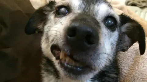 Twitter/ArchieandWilsonWalkies File photo of a dog without a muzzle.