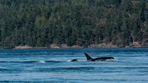 Barcroft Media/Getty Images Two orcas fins poke above the waters of Salish Sea, in July 2016 in San Juan Island, Washington, United States