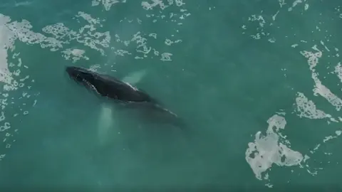 Dan Abbott Humpback whale in Cornwall