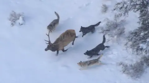 Other Wolves chase down elk