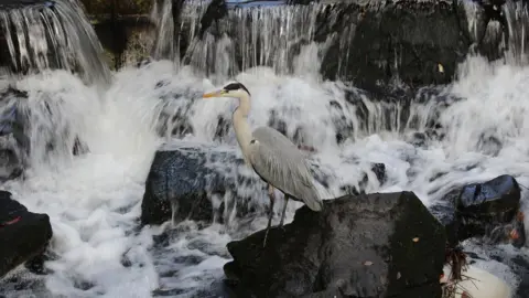 Magdalena Palle Magdalena Palle caught this heron surveying the waters in Cardiff's Roath Park