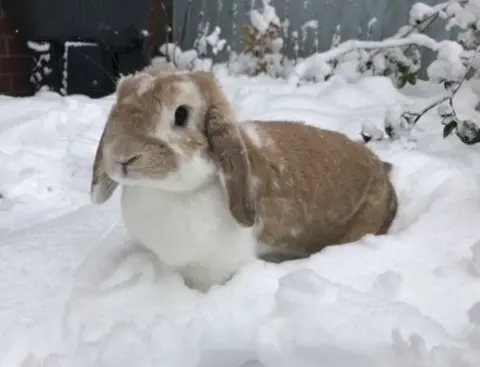 Martin Blyth Bunny in the snow