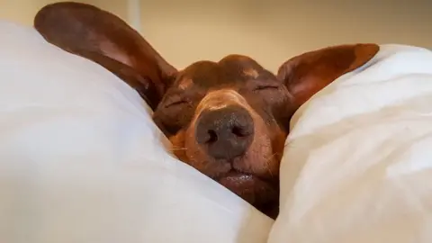 Dog in a duvet