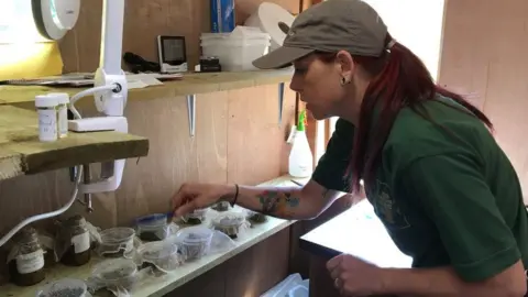 Helen Taylor/RZSS Hoverfly captive breeding project