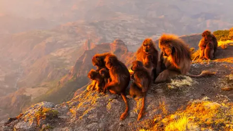 SPL Troop of baboons (c) SPL