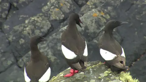 BBC Guillemots