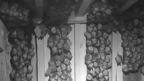 BBC A photo of bats