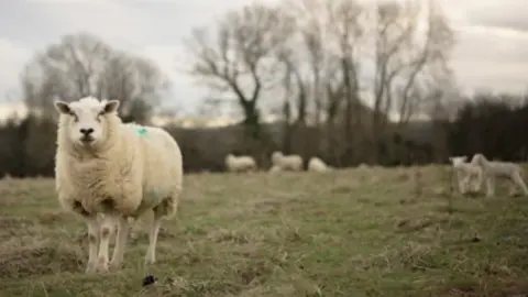 Getty Images A sheep with a blue paint marking on its back looking towards the camera and standing in a field with two lambs and other sheep, a well as trees, in the background.