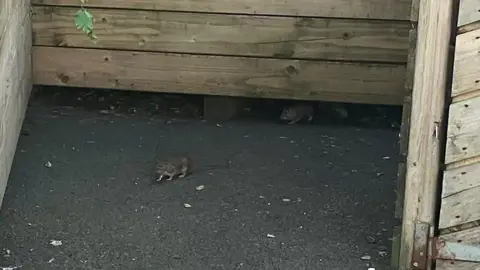 Two rats emerge from under a wooden structure.