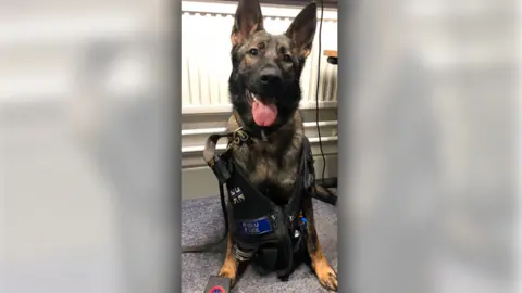 South Wales Police/Twitter Police dog Astra tried out some police kit