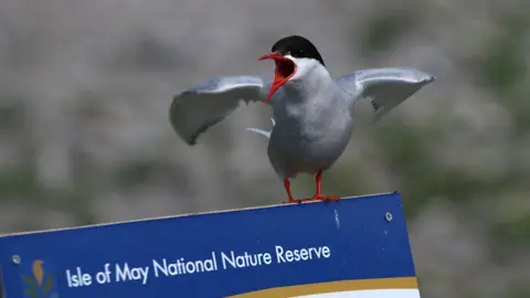 Getty Images Isle of May tern