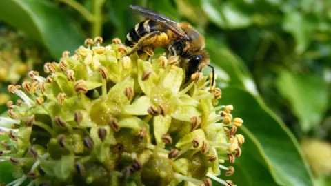 Jane Adams/the Wildlife Trusts The ivy bee