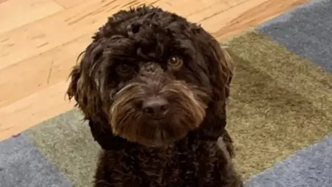 Sussex Police Gareth Jones's cockapoo, Connie