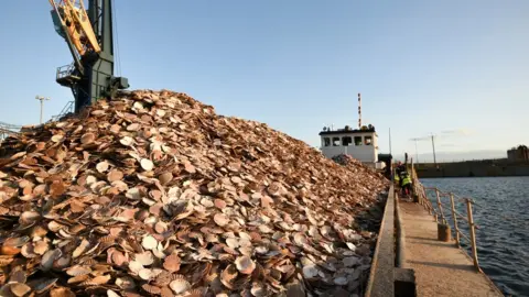 Zoological Society of London Some 10,000 oysters before their release