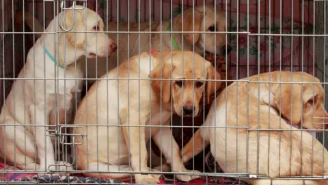 Getty Images Puppies in a cage