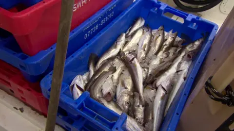 Fish on boat