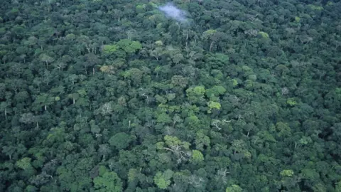 Getty Images A rainforest canopy in the Democratic Republic of Congo, seen from the air