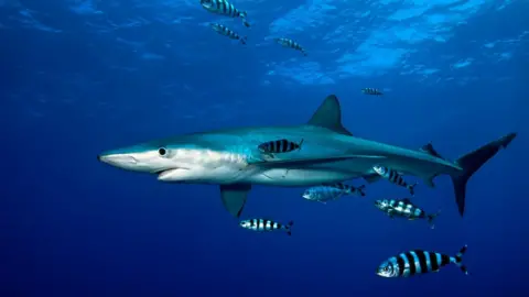 Nuno Vasco Rodrigues Shark