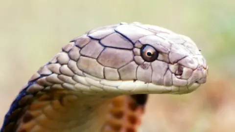 Science Photo Library king cobra