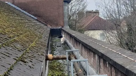 LFB An image of Steve the swan stuck in a small passageway on the roof of the building