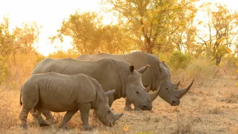 Getty Images Rhinos in South Africa